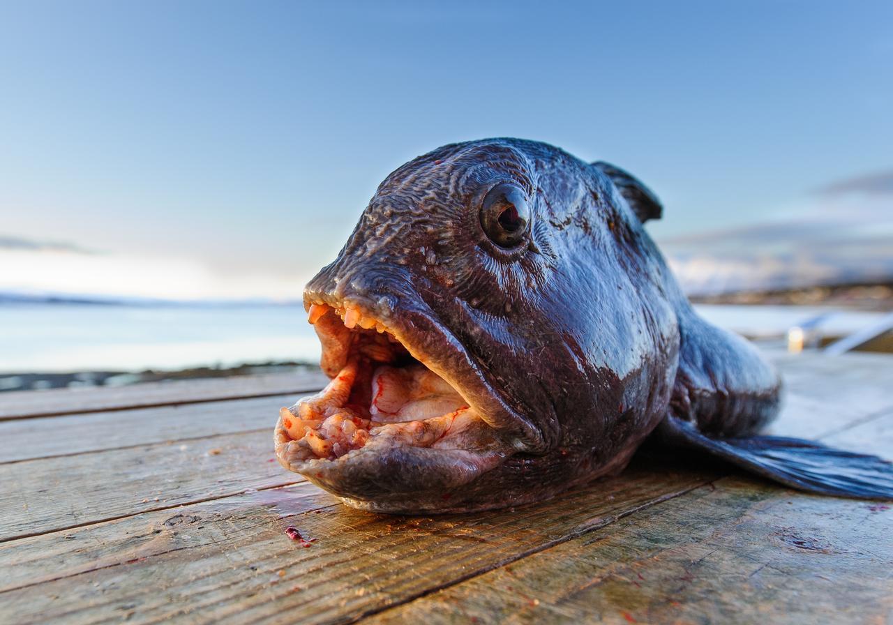 Vikran Vacation: Sea Fishing And Northern Lights Экстерьер фото